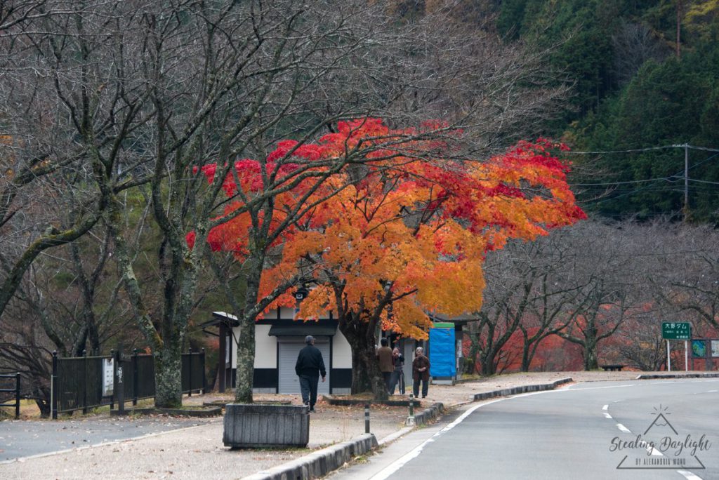 美山町 大野水壩