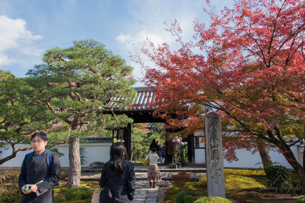 圓光寺 紅葉