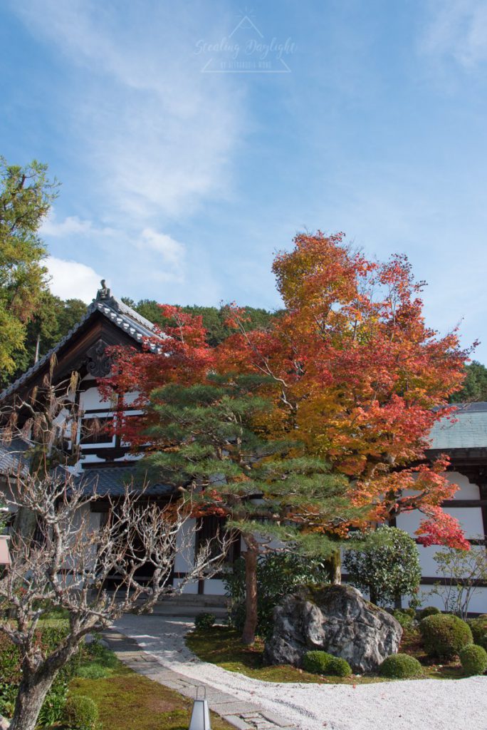 圓光寺 紅葉