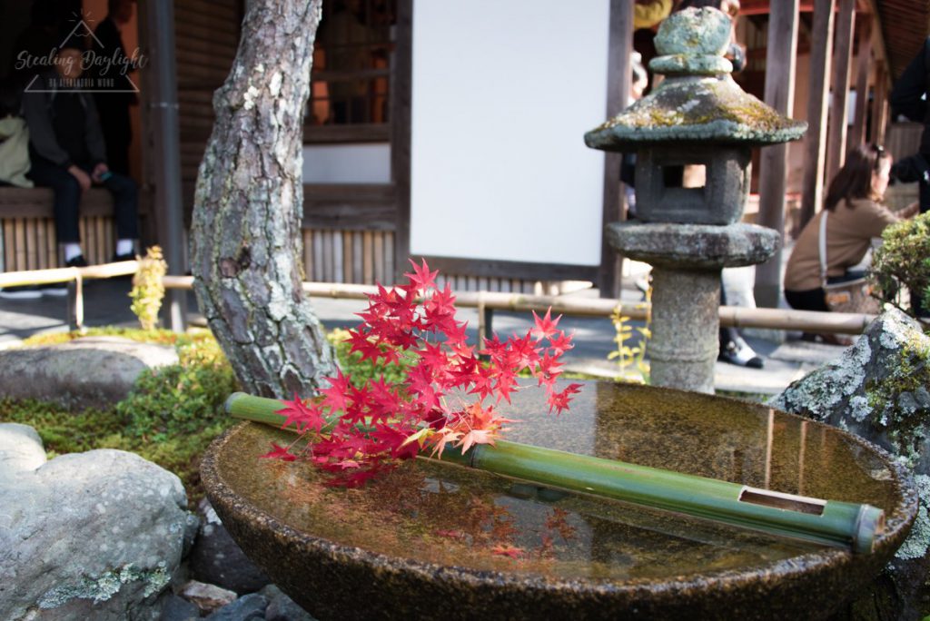 圓光寺 紅葉