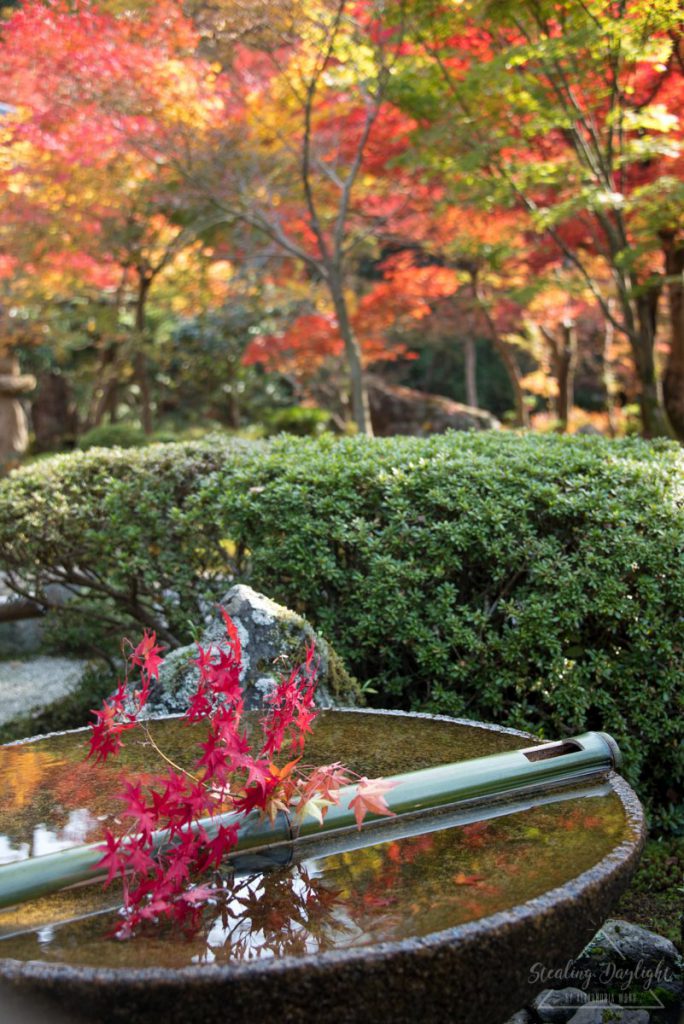 圓光寺 紅葉