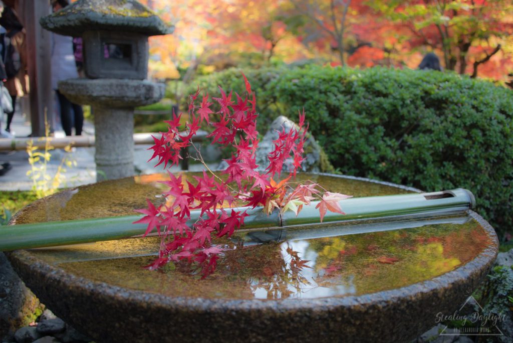圓光寺 紅葉