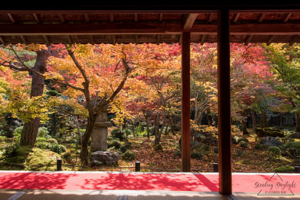 圓光寺 紅葉