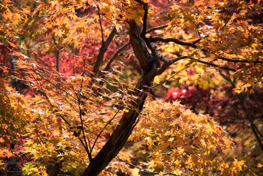 圓光寺 紅葉