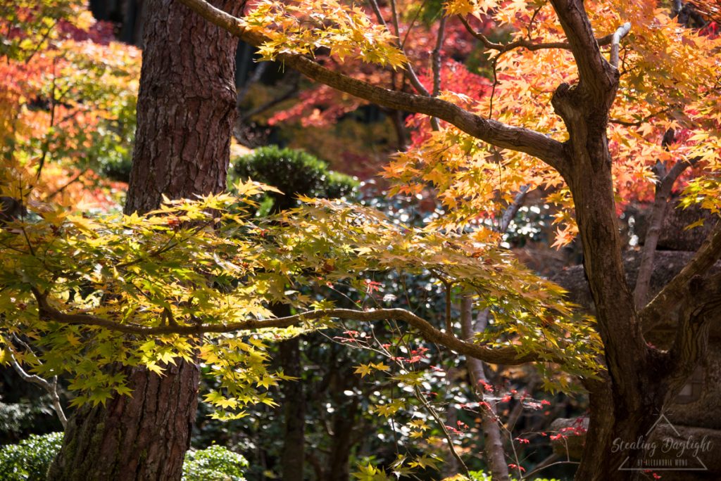 圓光寺 紅葉