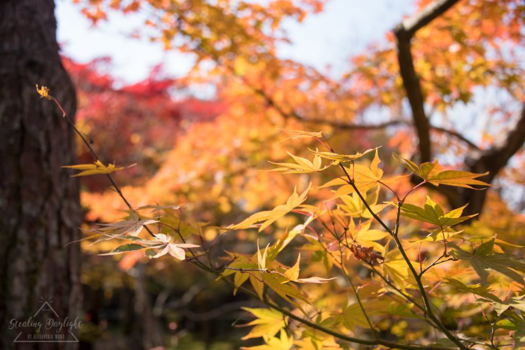 圓光寺 紅葉
