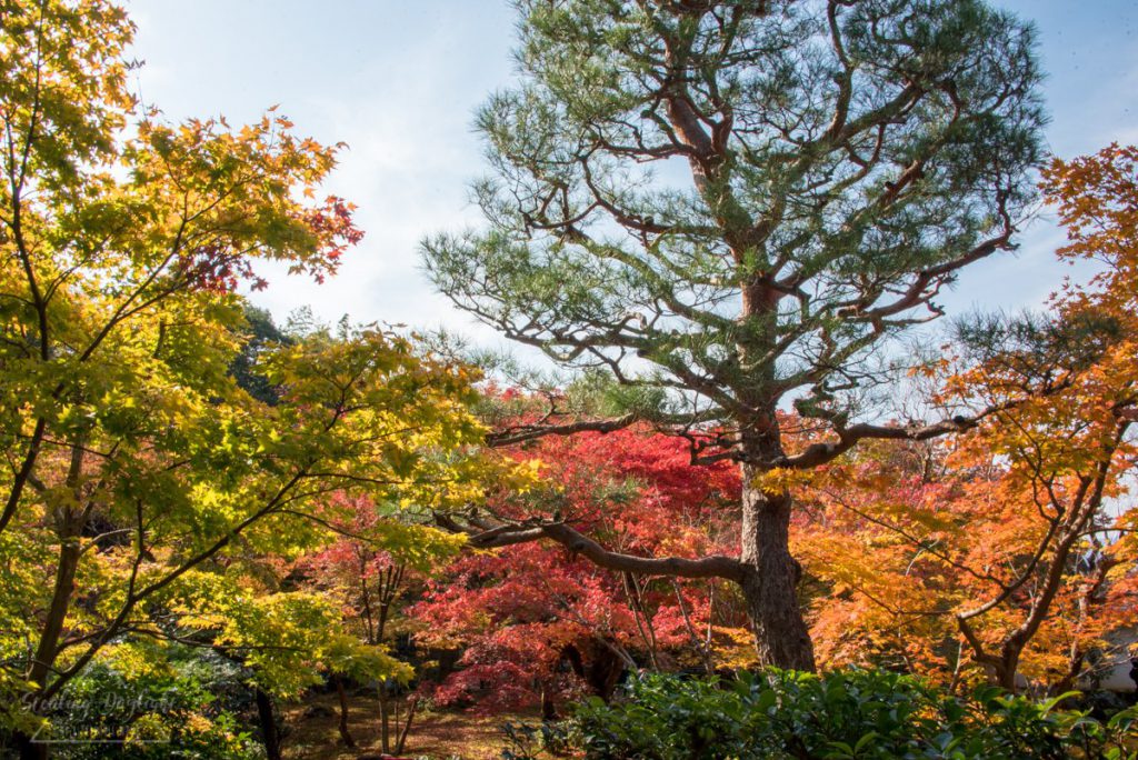 圓光寺 紅葉
