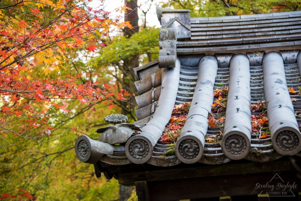 圓光寺 紅葉