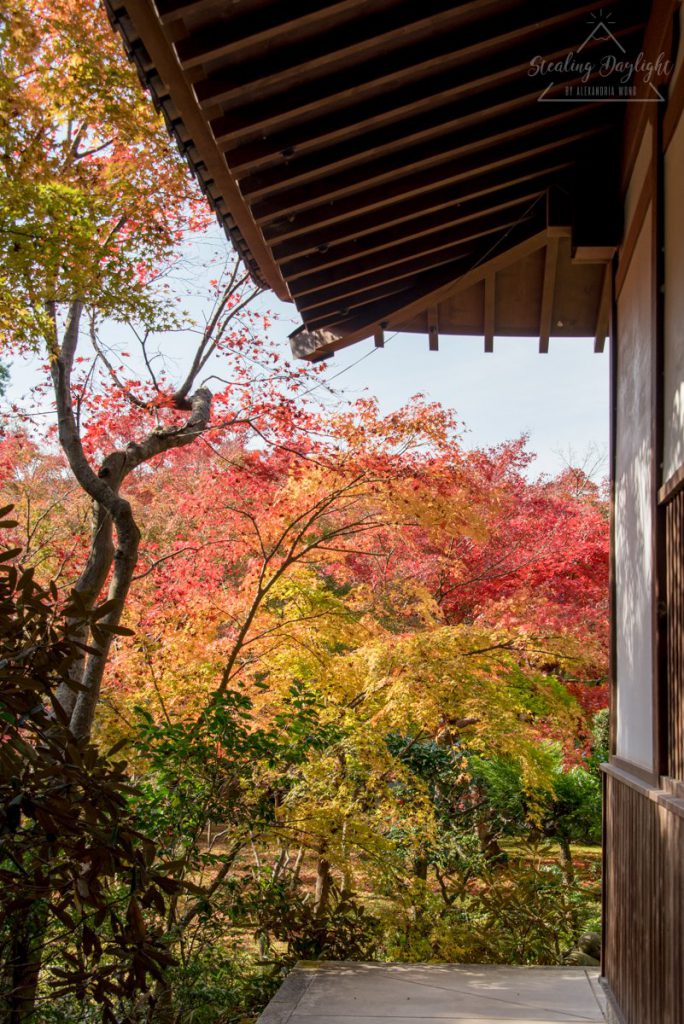 圓光寺 紅葉