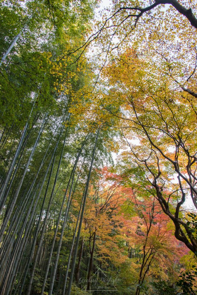 圓光寺 紅葉
