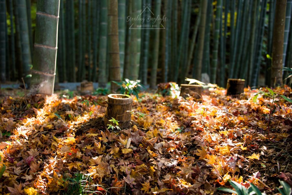 圓光寺 紅葉