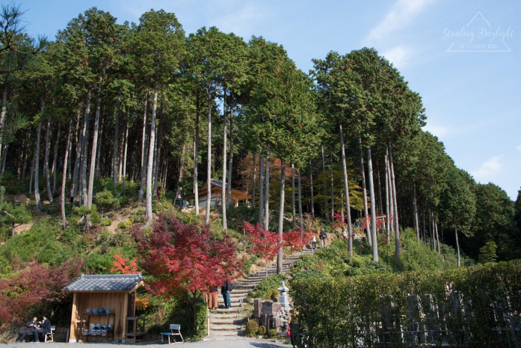 圓光寺 紅葉