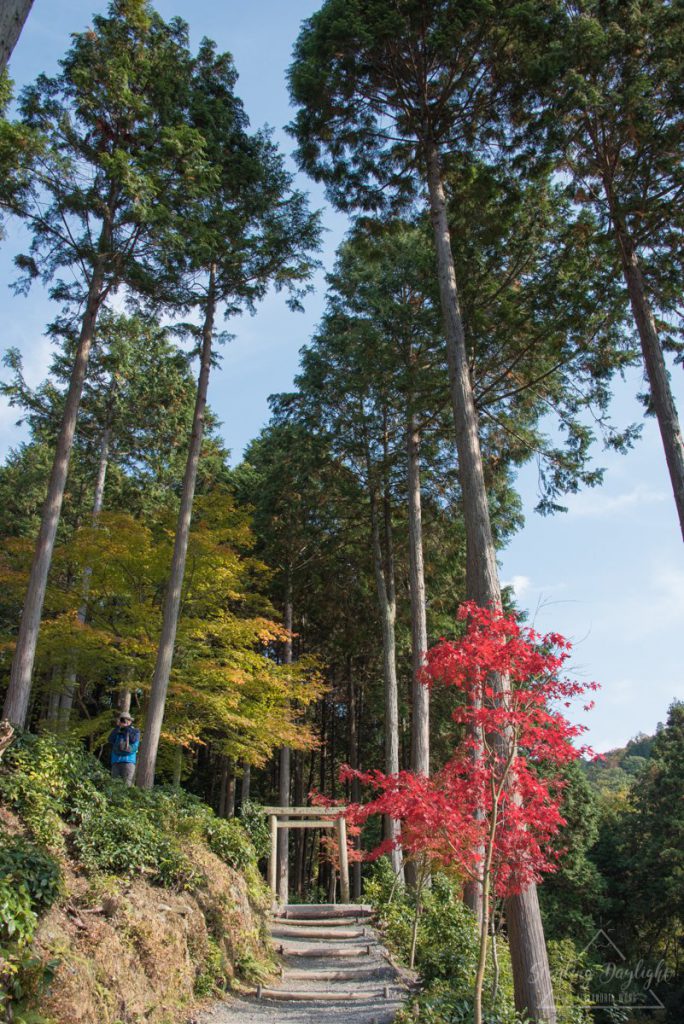 圓光寺 紅葉