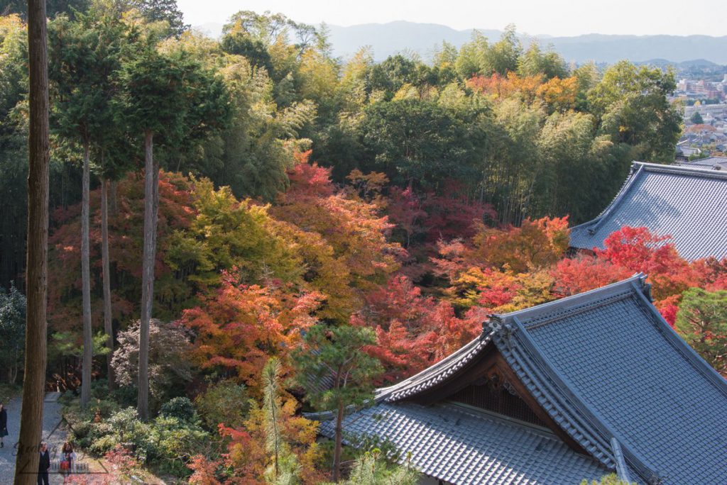 圓光寺 紅葉
