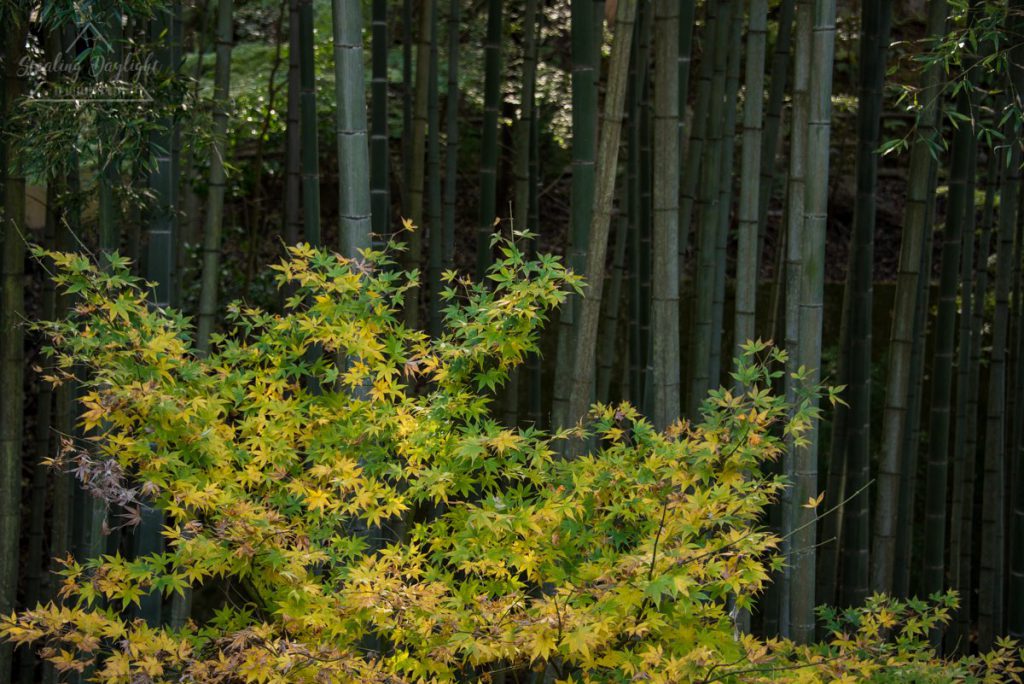 圓光寺 紅葉