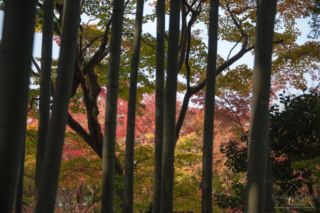 圓光寺 紅葉