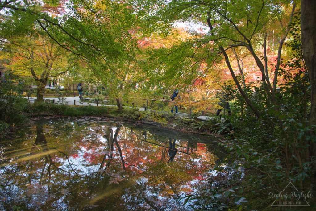 圓光寺 紅葉