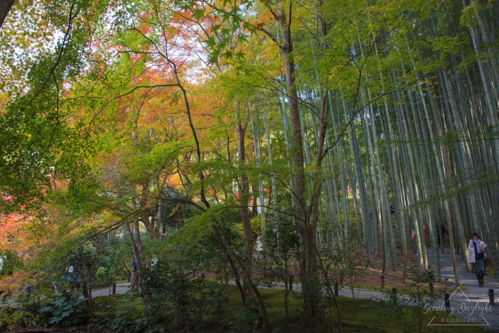 圓光寺 紅葉