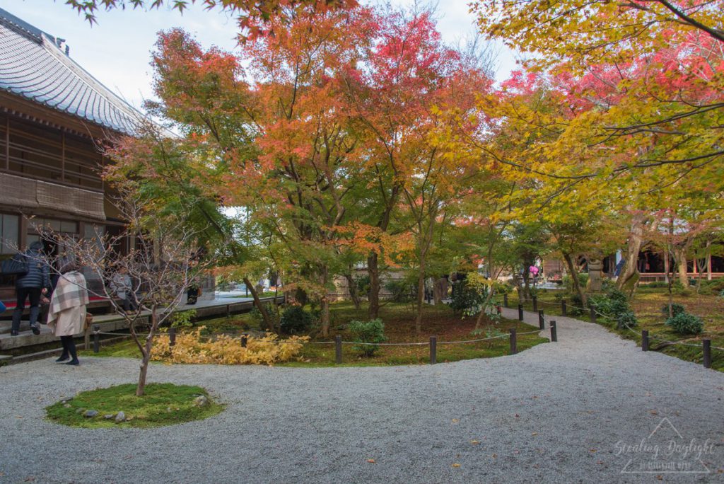 圓光寺 紅葉