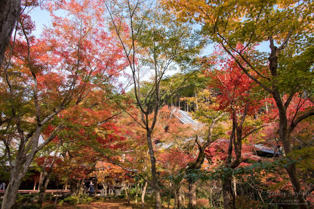 圓光寺 紅葉