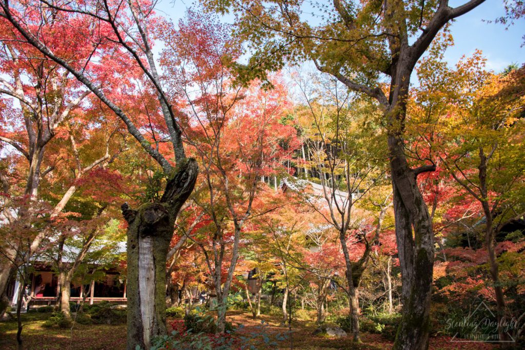 圓光寺 紅葉