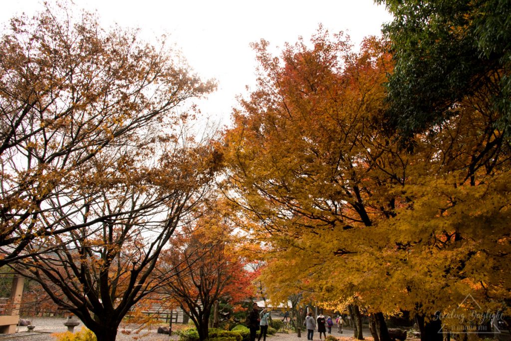 滋賀 雞足寺 與志漏神社 紅葉