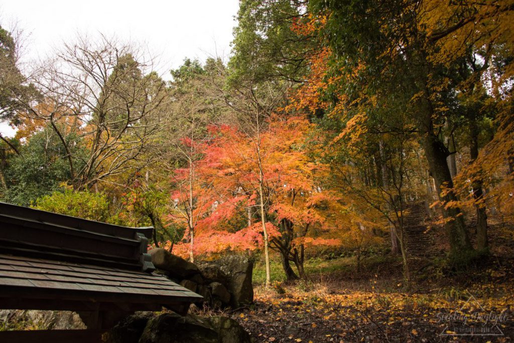 滋賀 雞足寺 與志漏神社 紅葉