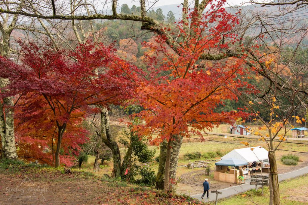 滋賀 雞足寺 紅葉