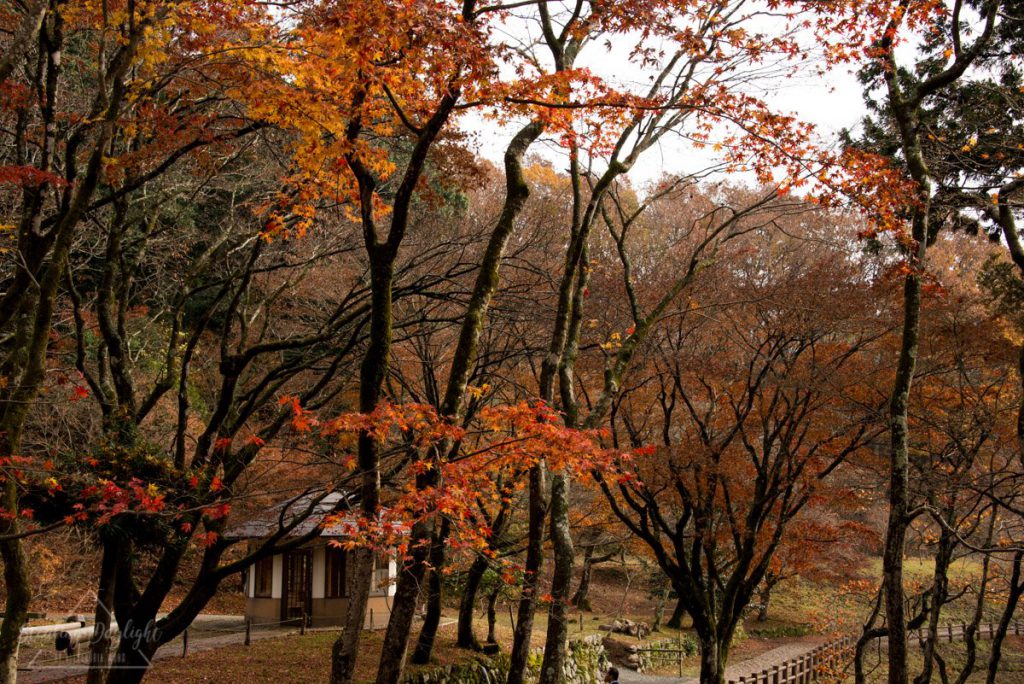 滋賀 雞足寺 紅葉