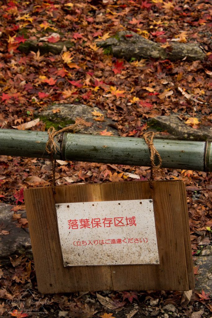 滋賀 雞足寺 紅葉