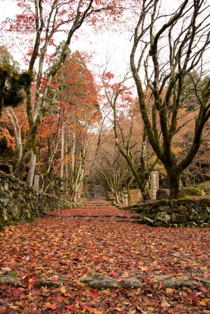 滋賀 雞足寺 紅葉
