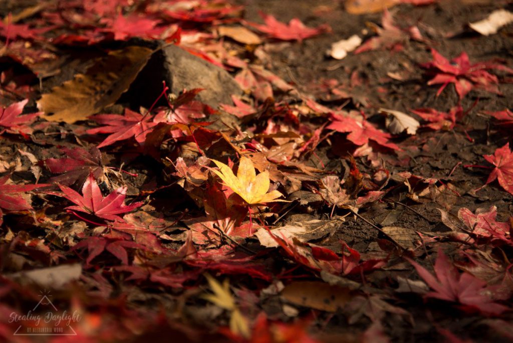 滋賀 雞足寺 紅葉