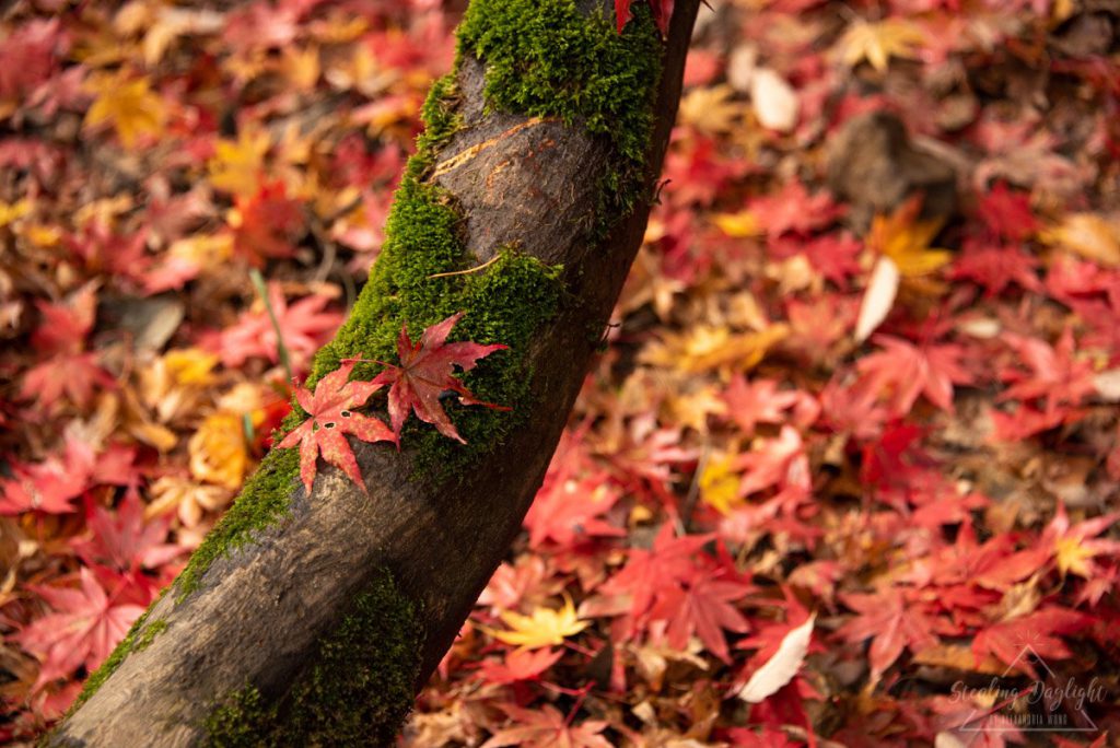 滋賀 雞足寺 紅葉