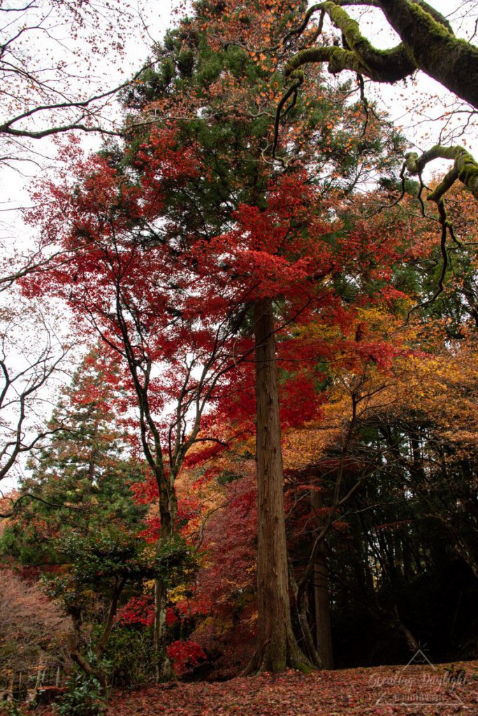 滋賀 雞足寺 紅葉