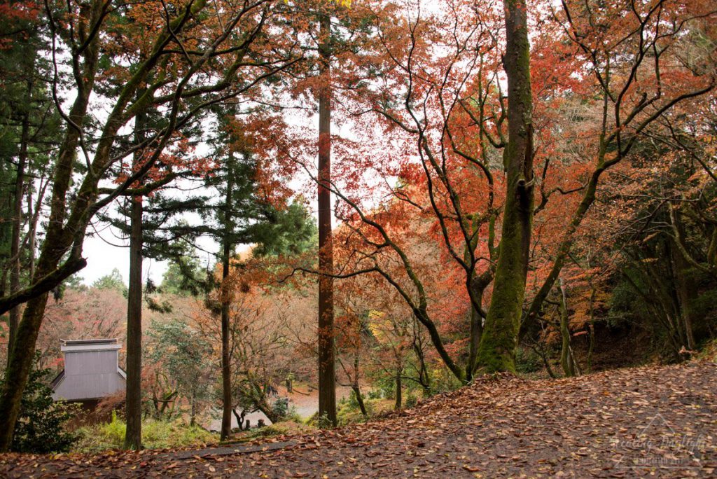 滋賀 雞足寺 紅葉