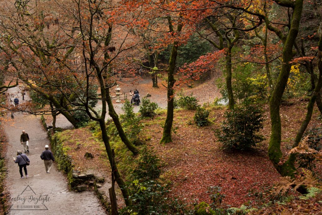 滋賀 雞足寺 紅葉