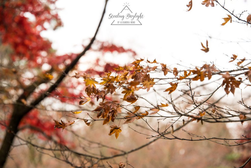 滋賀 雞足寺 紅葉