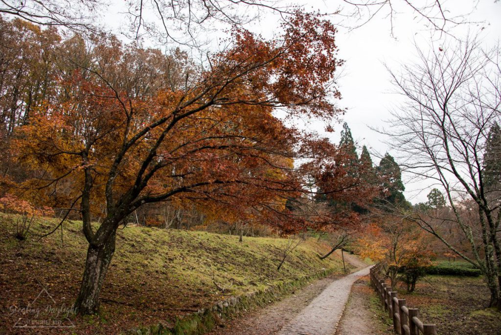 滋賀 雞足寺 紅葉