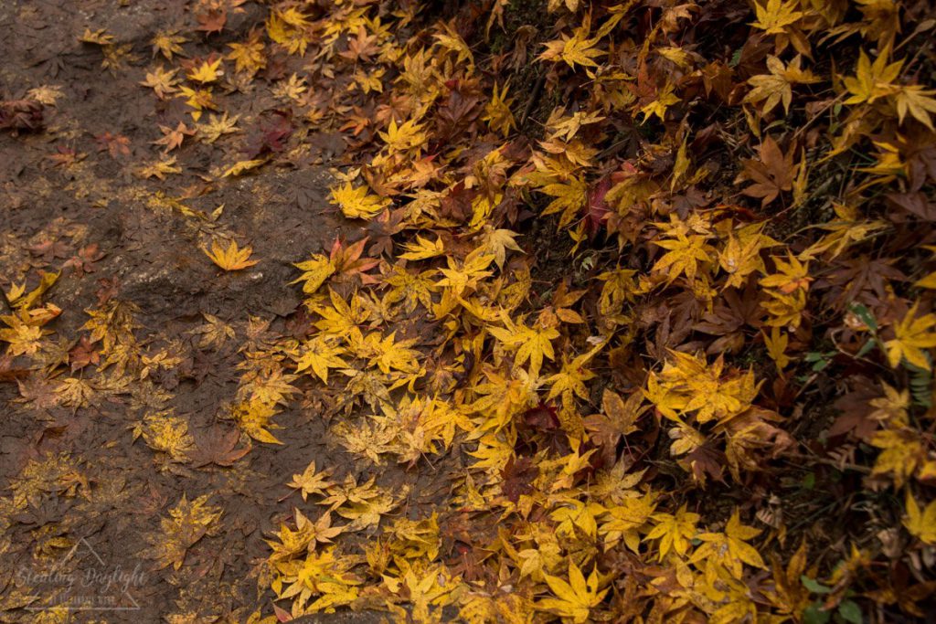 滋賀 石道寺 紅葉
