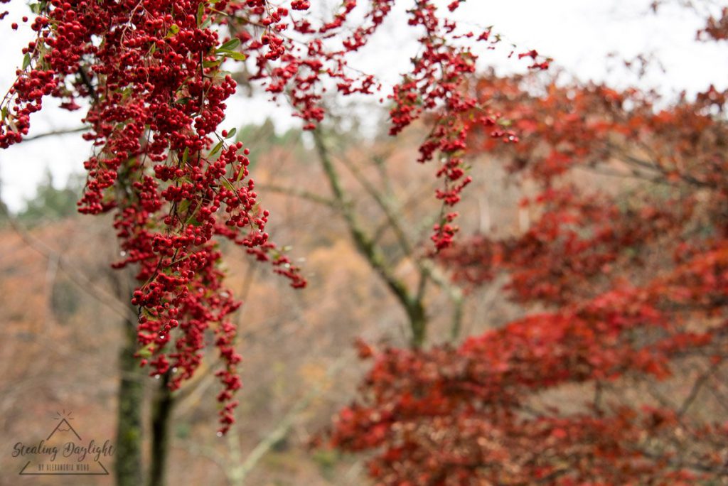 滋賀 石道寺 紅葉