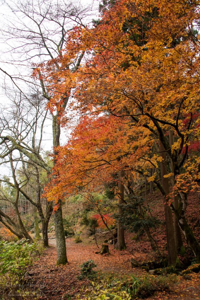 滋賀 石道寺 紅葉