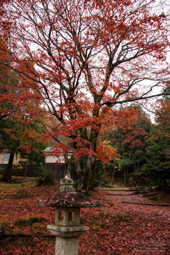 滋賀 神前神社 紅葉