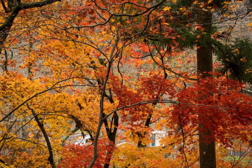 滋賀 石道寺 紅葉