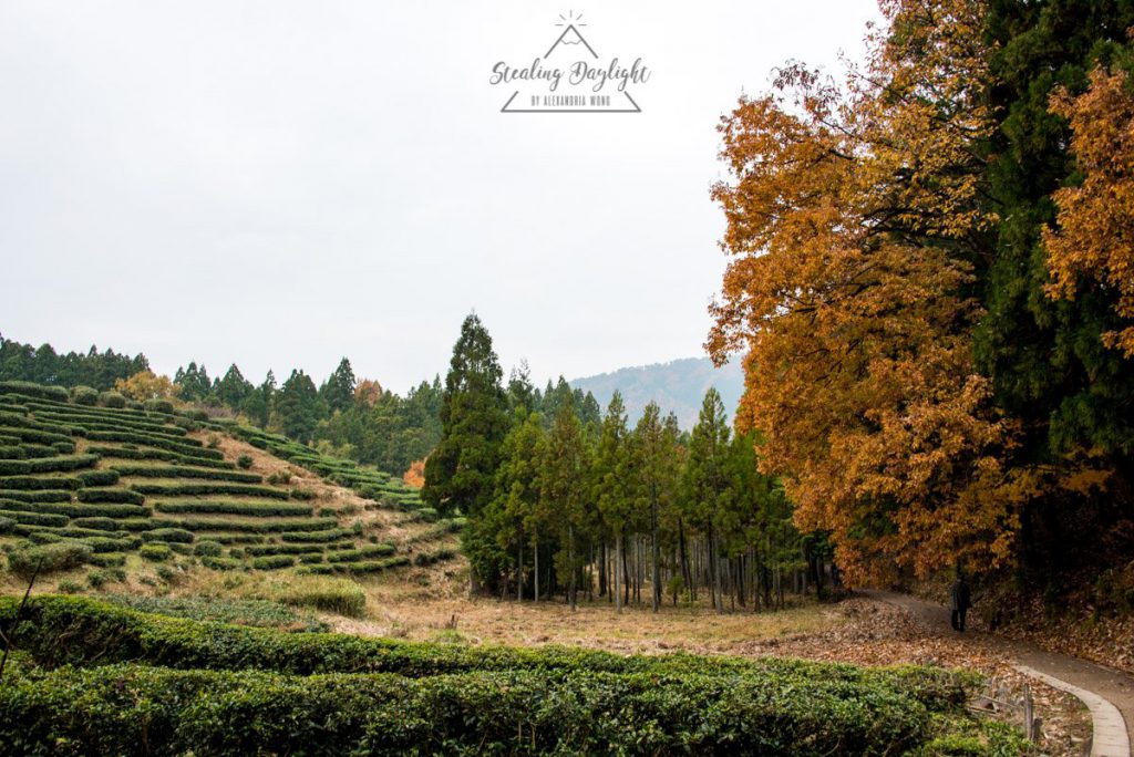 滋賀 雞足寺 龜山 茶畑