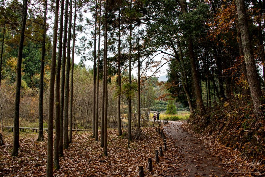 滋賀 雞足寺 藥草園