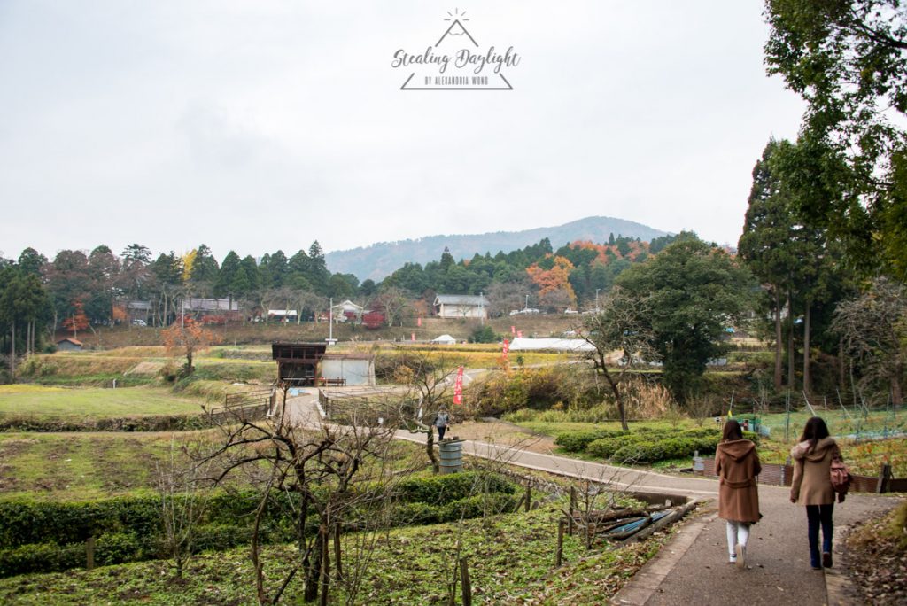 滋賀 雞足寺 藥草園