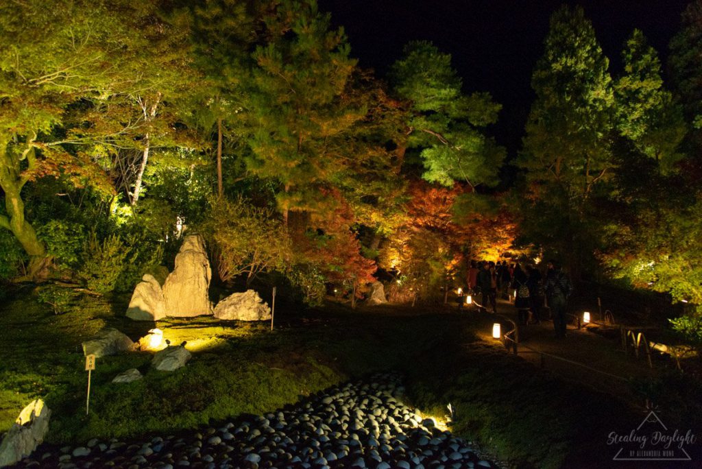京都 寶嚴院 紅葉 夜間拜觀