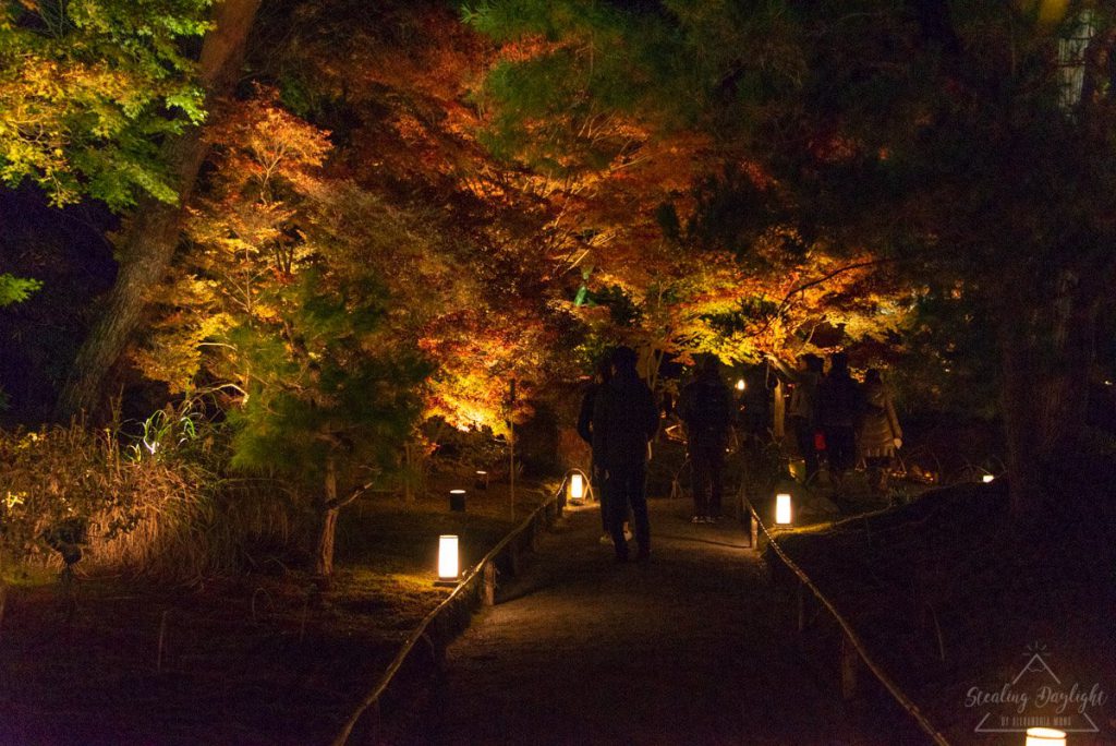 京都 寶嚴院 紅葉 夜間拜觀