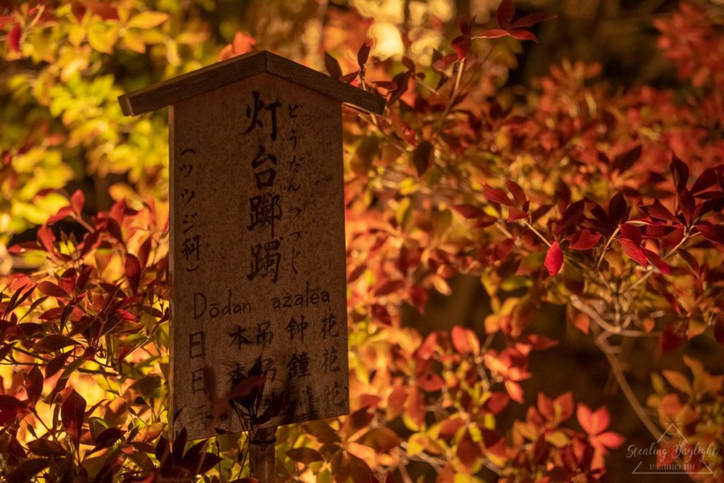 京都 寶嚴院 紅葉 夜間拜觀