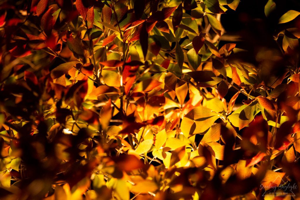 京都 寶嚴院 紅葉 夜間拜觀